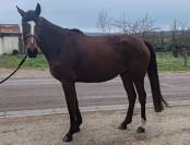 Jument, 5 ans, Bai; SF, toise 1. 65