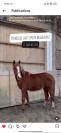 Gelding Welsh Part Bred For sale 2022 Chesnut