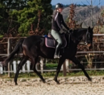 Jument, 4 ans, Noir;  toise 1. 60