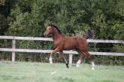 Pouliche PFS - Dressage / CCE