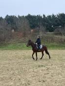 Jument TF 3 ans, petit mod&egrave;le