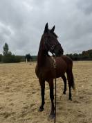 Jument TF 3 ans, petit mod&egrave;le