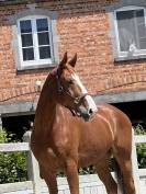 Super hongre &agrave; la recherche d&rsquo;une famille 5⭐️