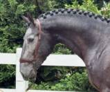 Un lusitanien qui fait craquer