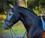 Un lusitanien qui fait craquer