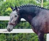 Un lusitanien qui fait craquer