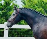 Un lusitanien qui fait craquer