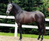 Un lusitanien qui fait craquer