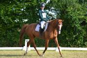 Demi-pension sur top jument de CCE, dressage, hunter !