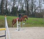 Demi-pension sur top jument de CCE, dressage, hunter !