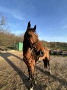 Castrone - italiano - 9 anni