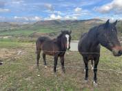 POULINIERE CONNEMARA  7 ANS  PP