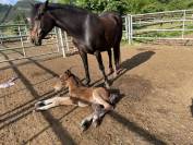 POULINIERE CONNEMARA  7 ANS  PP