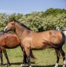 Jument pure race espagnole (PRE)