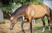 Jument pure race espagnole (PRE)