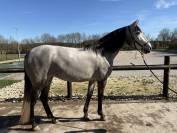 Jument PR&Eacute; 5 ans