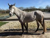 Jument PR&Eacute; 5 ans