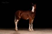 Poney Welsh cob 