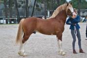 Poney Welsh cob 