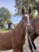 YEARLING SFO - SOUCHE GANGSTER MONTDESIR