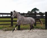 Hongre de 2 ans par el Barone 111 Z 