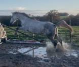 Epona du rheu jument 6 ans