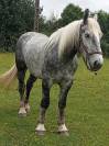 jeune percheron 