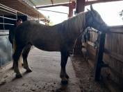 jeune percheron 