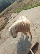 2 shetlands a vendre 