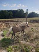 2 shetlands a vendre 