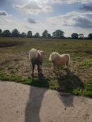 2 shetlands a vendre 