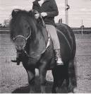 Poney shetland hongre 