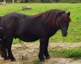 Poney shetland hongre 