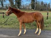 Hongre Westphalien 4 ans