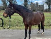 Hongre Selle Fran&ccedil;ais 4 ans