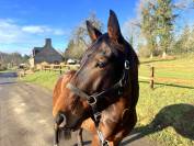 Hongre Selle Fran&ccedil;ais 4 ans