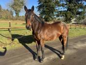 Hongre Selle Fran&ccedil;ais 4 ans