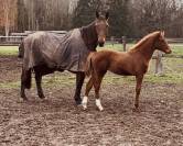 Foal M&acirc;les de 2025