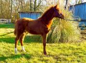 Foal M&acirc;les de 2025