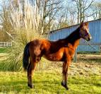 Poulain M&acirc;le 2025