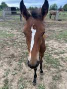 Poulain M&acirc;le 2025