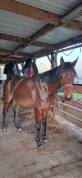 Jument SF 5 ans bai brun