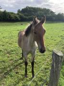 Pouliche paint horse