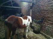 Poulain onc type paint horse