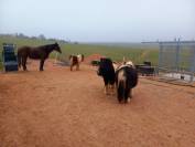 Pension pr&eacute;/paddock stabilis&eacute; 