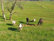Pension pr&eacute;/paddock stabilis&eacute; 