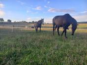 Pension pr&eacute;/paddock stabilis&eacute; 