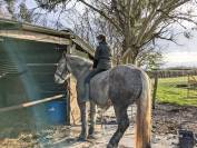 Cheval de trait boulonnaise 