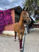 Vendesi cavalla da salto