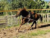 Purosangue Arabo 2019